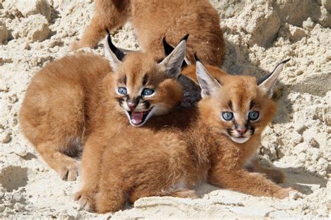 Meet Zoo Berlin’s Blue-eyed Baby Caracal Quadruplets - ZooBorns