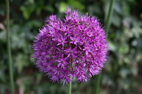 Purple Allium Free Stock Photo - Public Domain Pictures