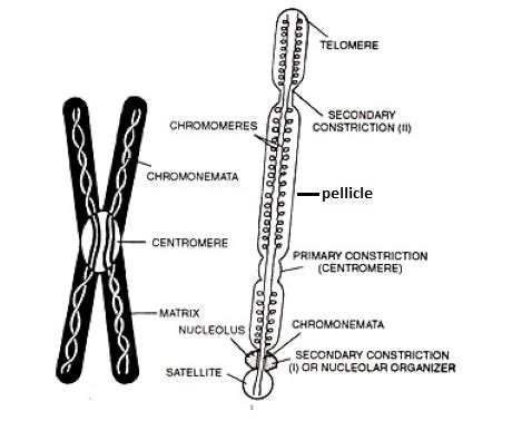 Chemical Structure Of Chromosome