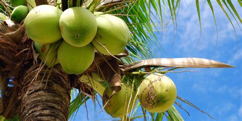 Where Do Coconuts Grow? Can I Plant Coconut Trees on My Property?