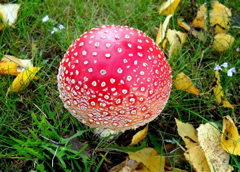 My Nature Photography: Red Mushrooms ( Amanita muscaria )