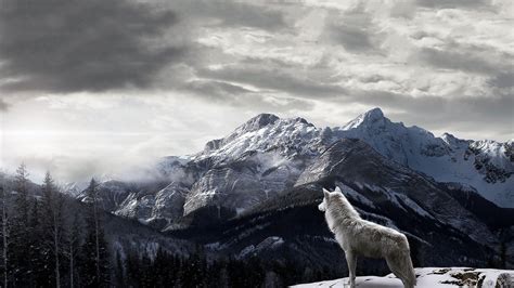 Wolf HD Desktop Wallpapers - Top Free Wolf HD Desktop Backgrounds ...