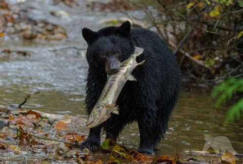 Black Bears Canada - Fascination Wildlife