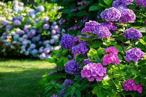 10 BEST Dwarf Shrubs for Colorado (2023 Guide) - The Gardening Dad