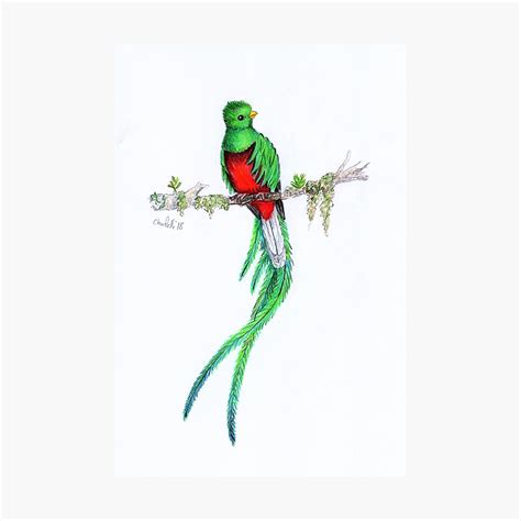 Quetzal Bird Drawing | Free download on ClipArtMag