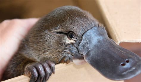 Platypus| Australian animals | NSW National Parks