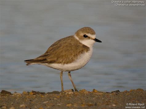 Kentish Plover - Charadrius alexandrinus female adult breeding - rori181792