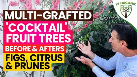 How To Make A Cocktail Fruit Tree | BEFORE & AFTER RESULTS | GRAFTING ...