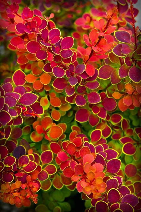 Barberry 'Orange Sunrise' (Berberis thunbergii) is a small-leafed stunne | Plants, Garden shrubs ...