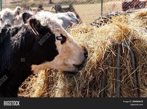 Cow Eats Hay. Image & Photo (Free Trial) | Bigstock