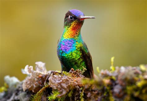 Hummingbirds have more colors than all other birds combined - Earth.com