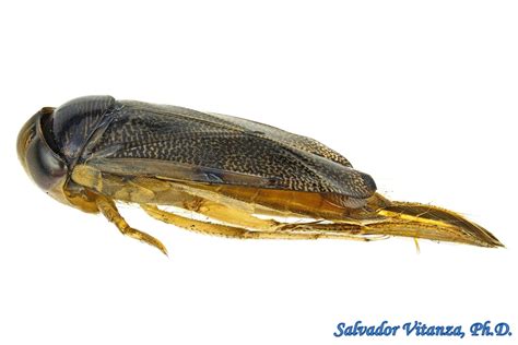 Hemiptera-Heteroptera-Corixidae-Hesperocorixa laevigata-Water Boatmen FEMALE (E) - Urban ...