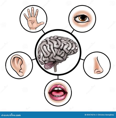 Body Parts, Five Senses Cartoon Vector | CartoonDealer.com #43847789