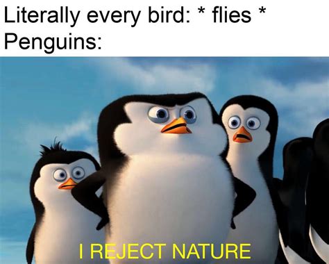 penguins of Madagascar- the penguins killed a guy : r/FanTheories