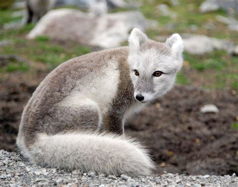 The Arctic Fox will change the colors of its coat from white in the winter to a light brown in ...