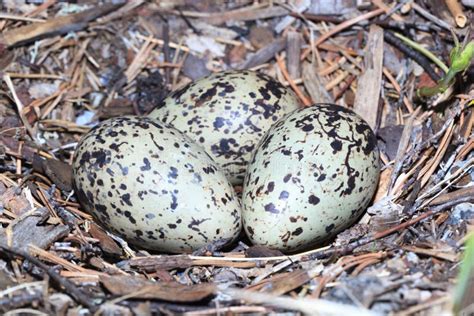 Haematopus Ostralegus, Eurasian Oystercatcher. Eggs. Stock Image ...