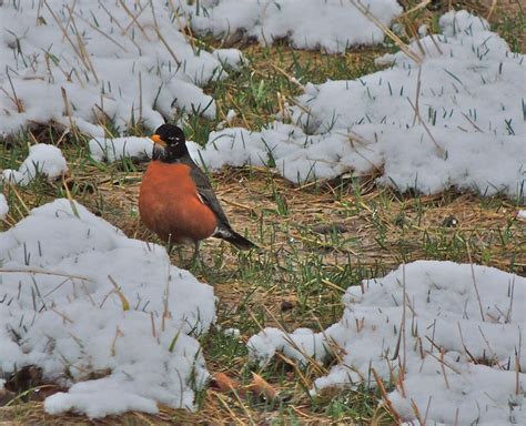 American Robin in late snow – My Bird of the Day