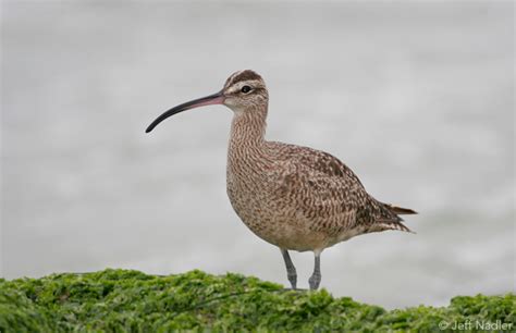 Wetland Wonders: Hudson & James Bay Lowlands | Boreal Songbird Initiative