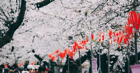 The best things to do in Japan: Spring Edition! | Nihongo Master