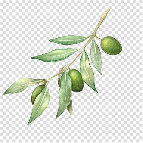 green leafed plant with green fruit illustration, Olive oil Olive branch Drawing, olive oil ...