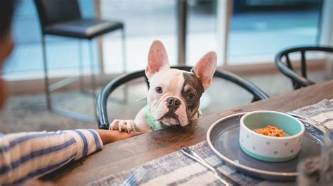 The Ultimate Guide to Puppy Food: Finding The Best Dog Foods for Puppi