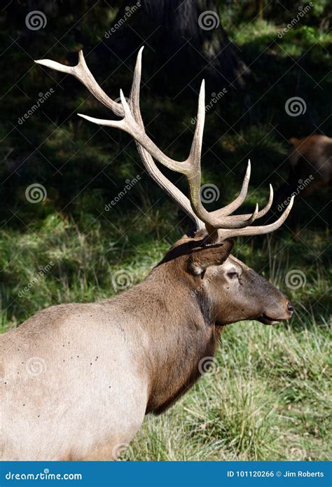 Wapiti Antlers editorial photo. Image of located, male - 101120266