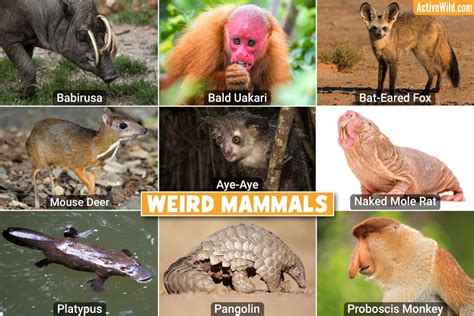 Bizarre Mammals - Checklist Of The Weirdest Mammals, Photos & Fascinating Details - Ava Addams