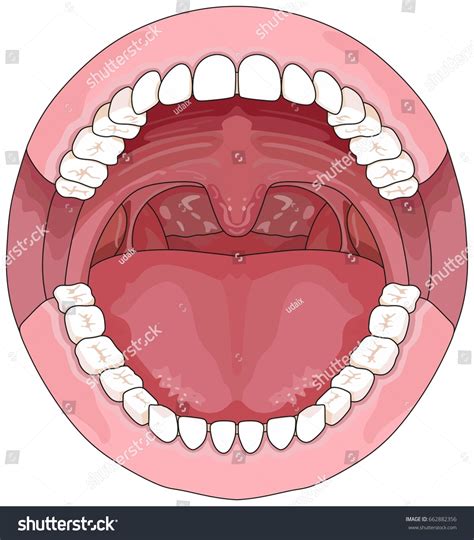 1,846 Human Teeth Anatomical Drawing Images, Stock Photos & Vectors | Shutterstock