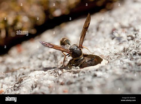 Potter wasp nest hi-res stock photography and images - Alamy