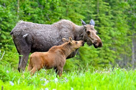 Mother And Baby Moose by Russell Cody