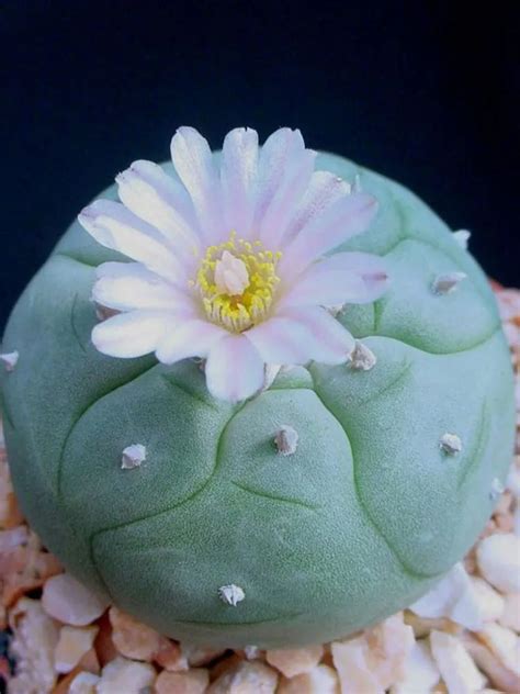 Peyote Plant Care & Growing Basics: Water, Light, Soil, Propagation etc ...