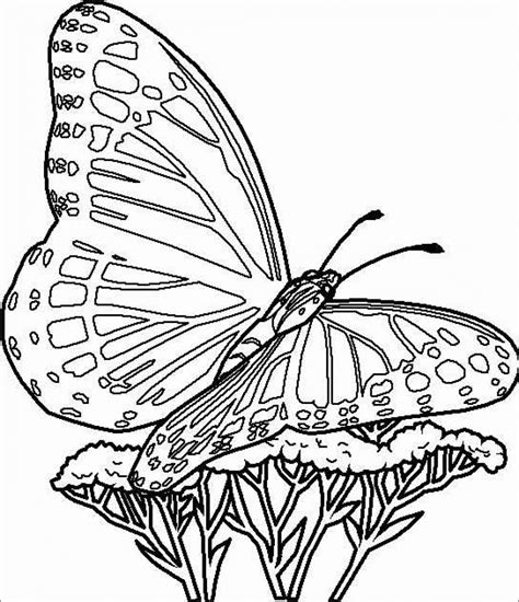 Realistic butterfly Coloring Pages for Kids - ColoringBay