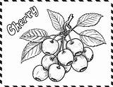 Cherry Coloring Page For Kids Stock Vector  Illustration Of picker sketch template