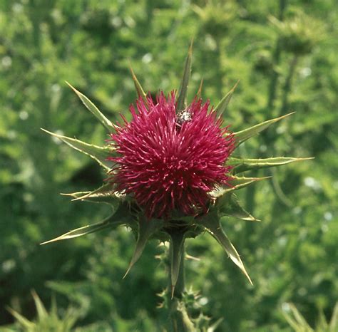 Flower Gallery :: Asteraceae :: 107_13