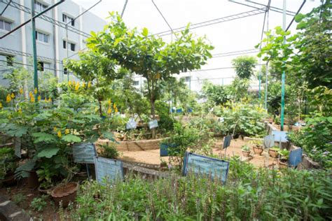 Herbal Garden – Sri Sairam Siddha Medical College & Research Centre