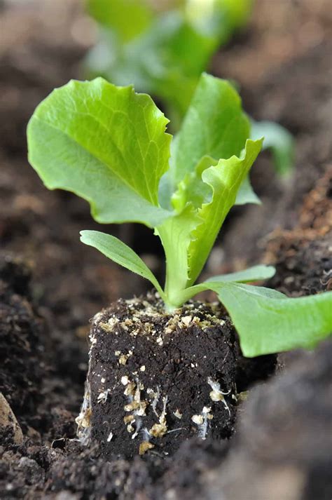 Lettuce Seed Starting - Harvest to Table