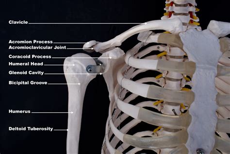 Acromioclavicular Joint Separation Anatomy Causes And