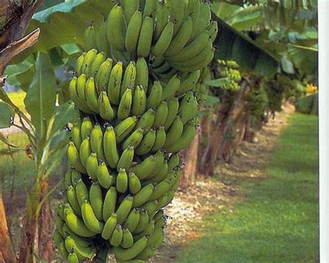 Gran Nain Banana Plant Height 3 4 FT At LemonFire.com