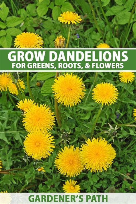 How to Grow Dandelions for Greens, Roots & Flowers | Gardener’s Path