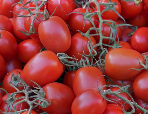 How to Grow Roma Tomatoes | eHow