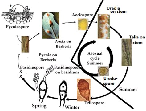 Life cycle of Puccinia graminis f.sp. tritici. | Download Scientific Diagram