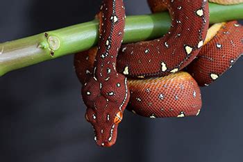 Green Tree Python Facts and Pictures | Reptile Fact