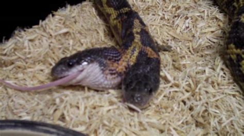 Two Heads Snake eating The Reptile Zoo Amazing! - YouTube