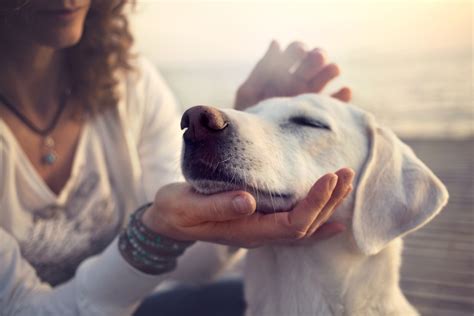 Hypnosis for Dogs? You Might Think We're Barking...