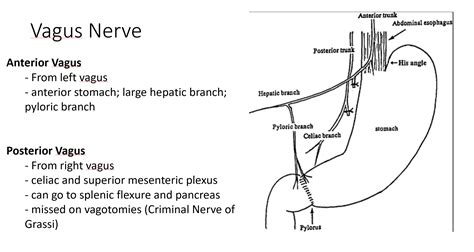 Vagotomy And Antrectomy