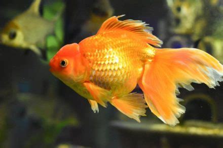 Goldfish Eggs Identification, Hatching & Care Guide (+ Amazing Facts ...