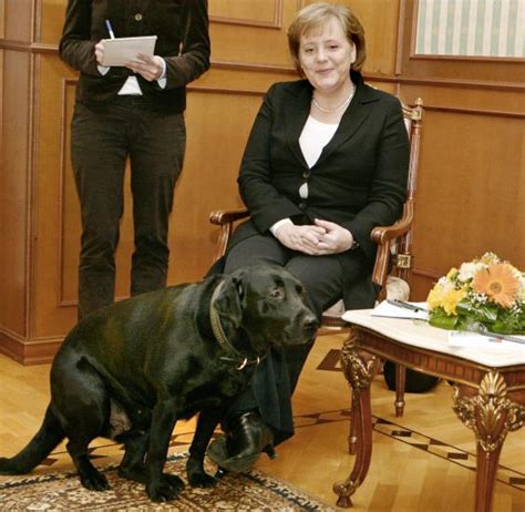 Putin is so FAF, brought his black lab to dog phobic Merkel meeting | O ...