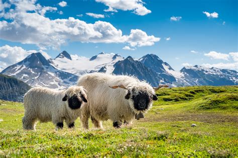 Valais Blacknose Sheep – Steinwasen Park