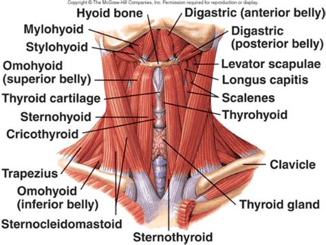 9 Which of the Following Is Not an Infrahyoid Muscle