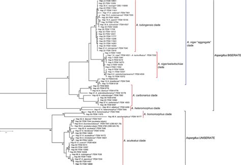 Phylogenetic tree obtained with 188 polymorphic sites and fixed SNPs ...